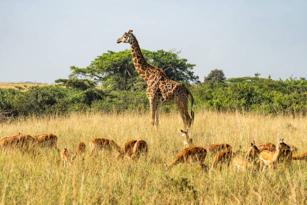 One-Day Selous Safari